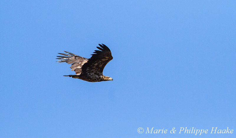 Pygargue a queue blanche 7558.jpg - Pygargue à queue blanche, Haliaeetus albicilla, White-tailed Eagle (Varanger, Norvège, juin 2012)